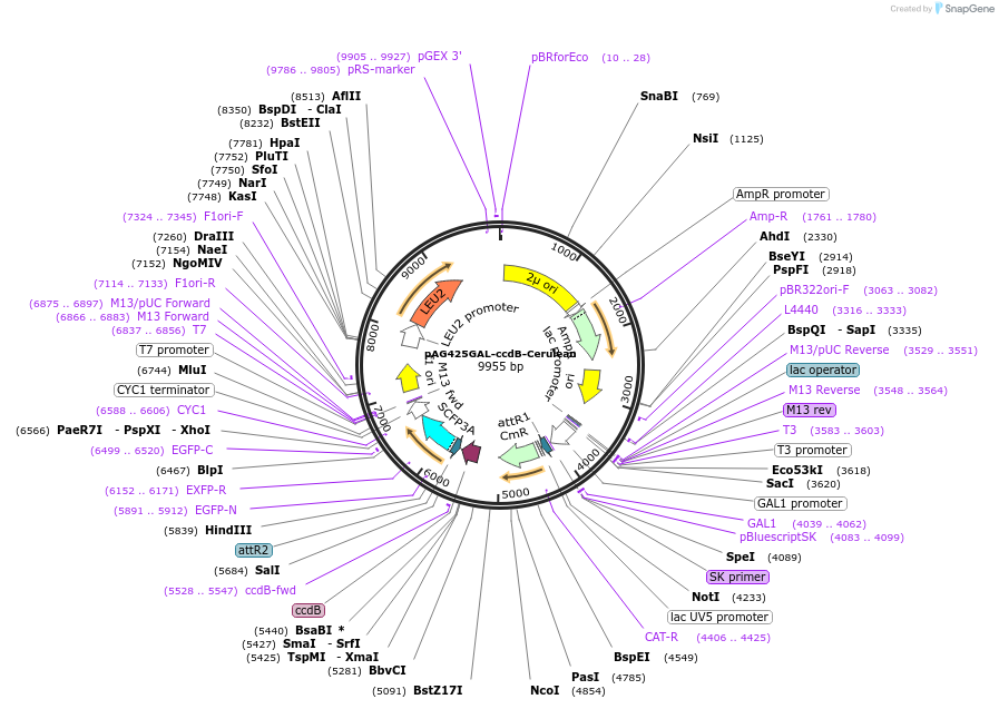14393-plasmid-map-sequence-id-8056