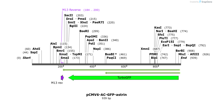 80565_map