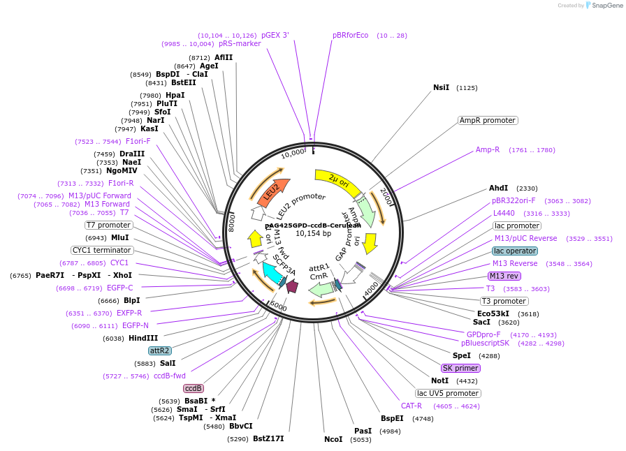 14394-plasmid-map-sequence-id-8057