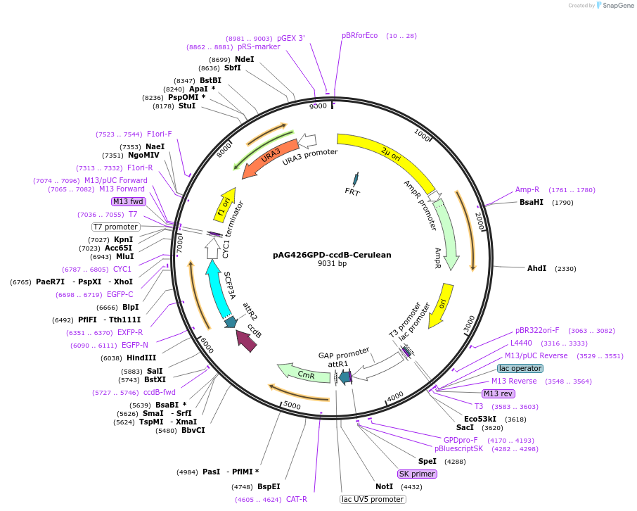 14396-plasmid-map-sequence-id-8059
