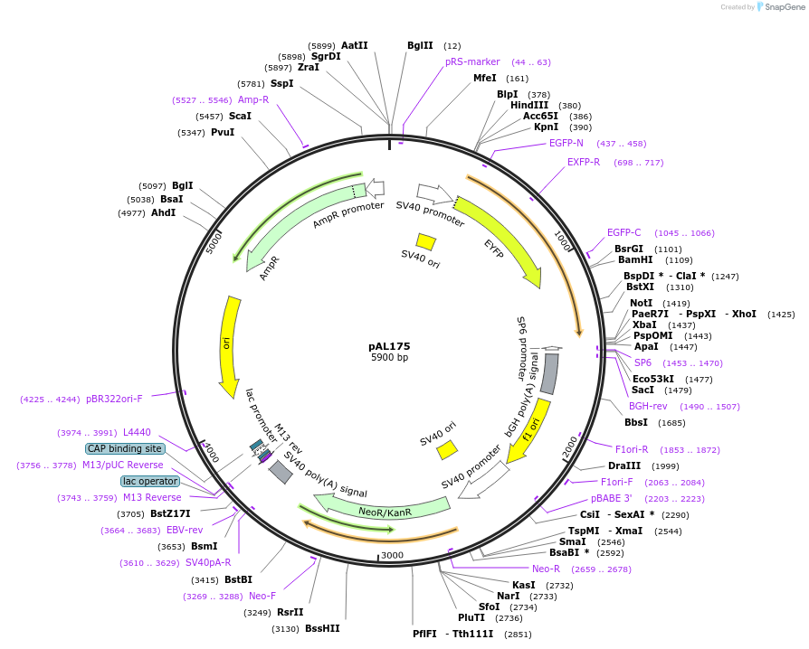 22276-plasmid-map-sequence-id-80598