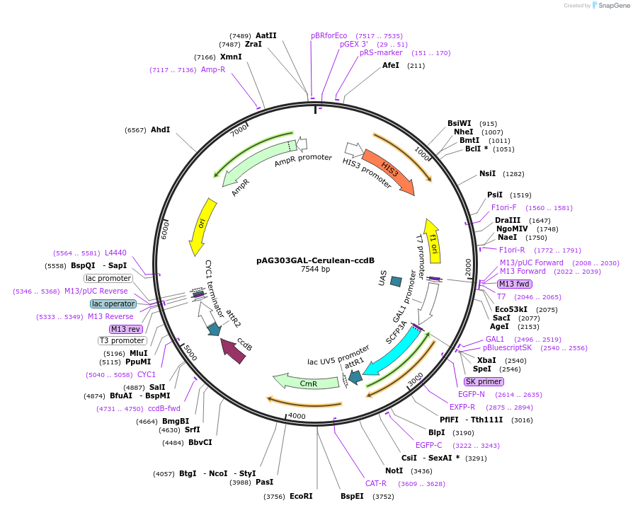 14397-plasmid-map-sequence-id-8060