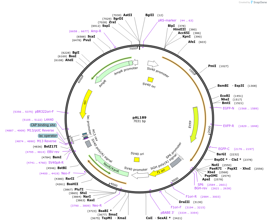 22278-plasmid-map-sequence-id-80600