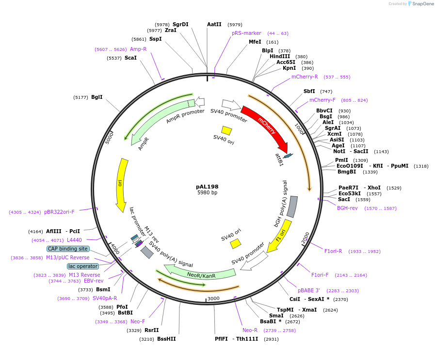 22281-plasmid-map-sequence-id-80603