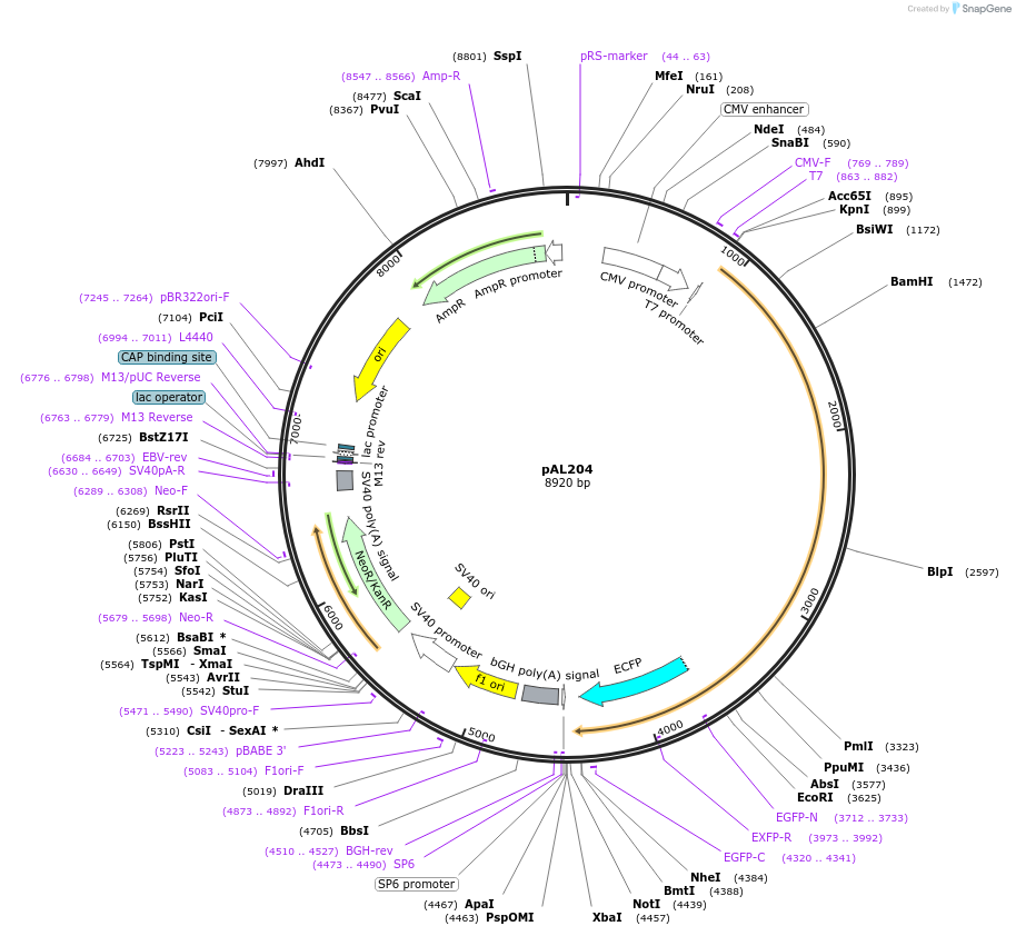 22282-plasmid-map-sequence-id-80604