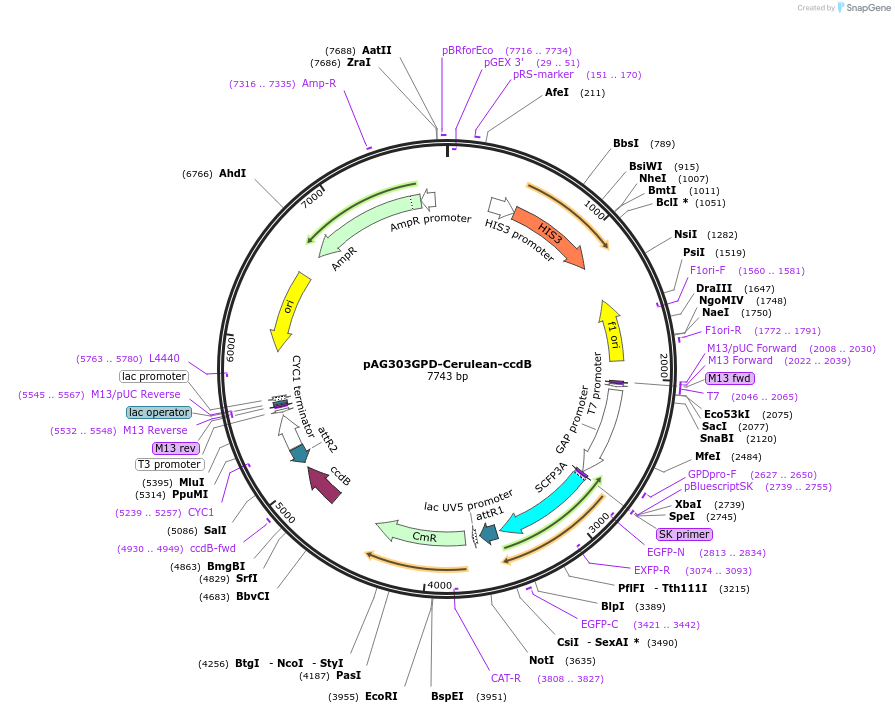 14398-plasmid-map-sequence-id-8061