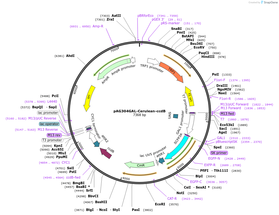 14399-plasmid-map-sequence-id-8062