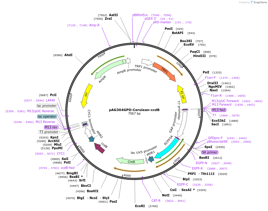 14400-plasmid-map-sequence-id-8063