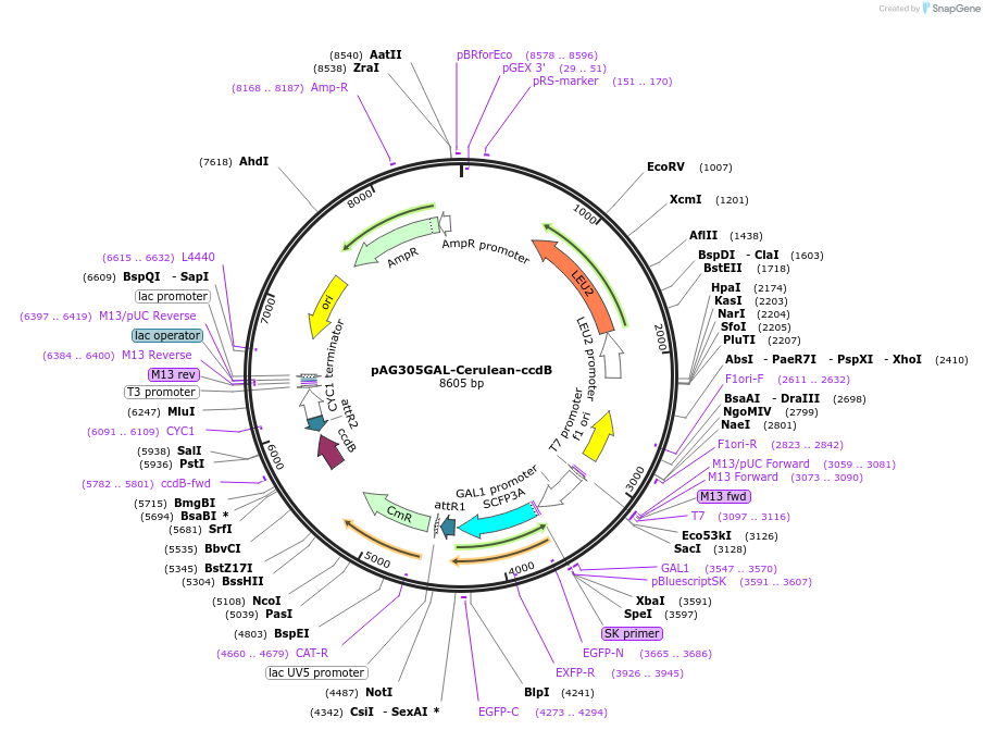 14401-plasmid-map-sequence-id-8064