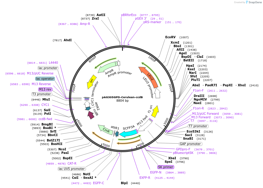 14402-plasmid-map-sequence-id-8065