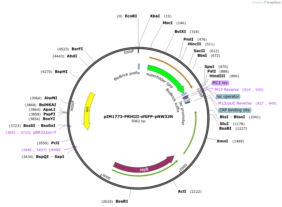 52217-plasmid-map-sequence-id-80652