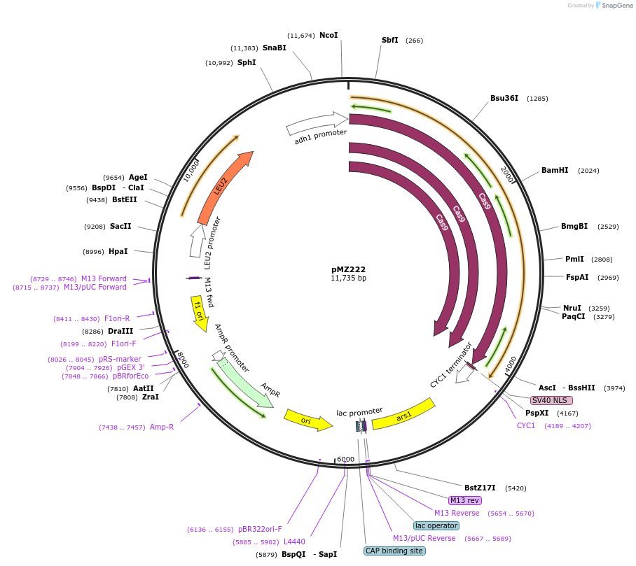 52223-plasmid-map-sequence-id-80653
