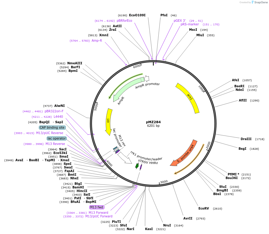 52225-plasmid-map-sequence-id-80655