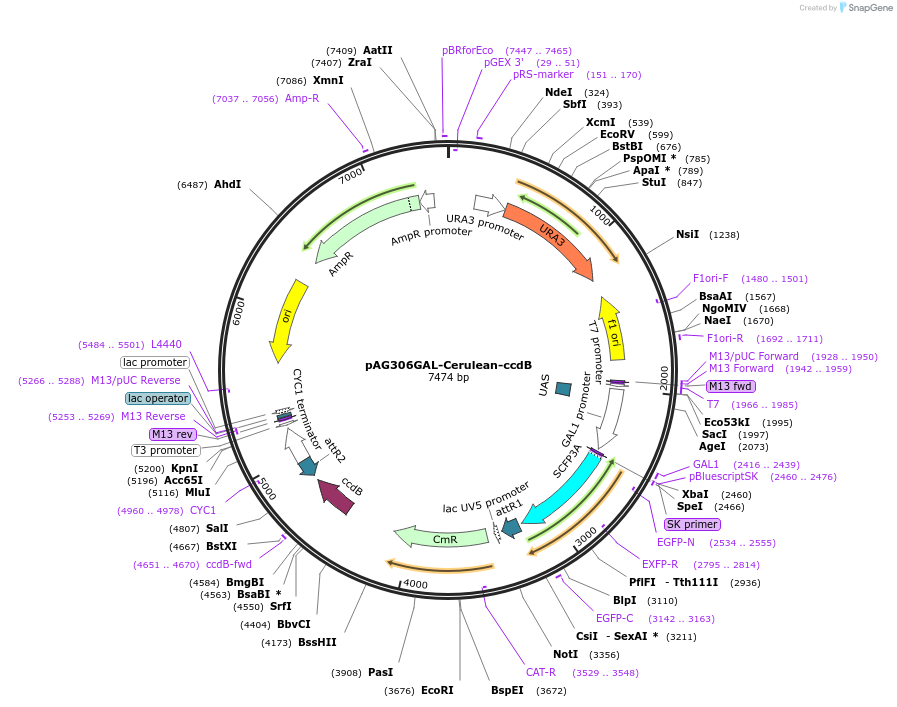 14403-plasmid-map-sequence-id-8066