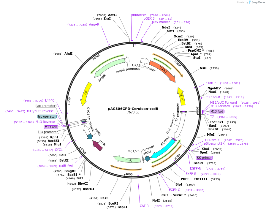 14404-plasmid-map-sequence-id-8067