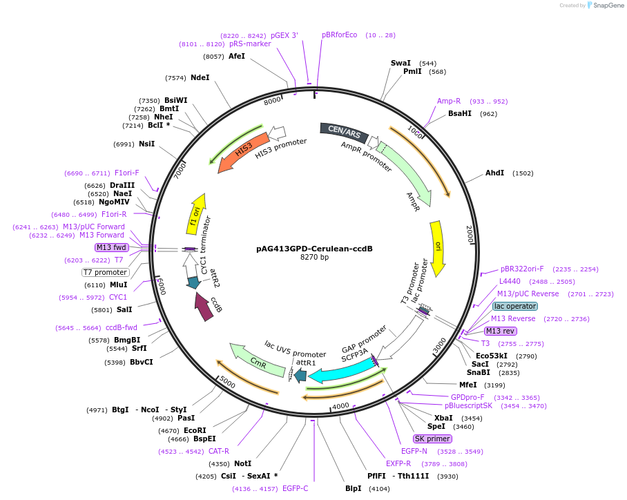 14406-plasmid-map-sequence-id-8069