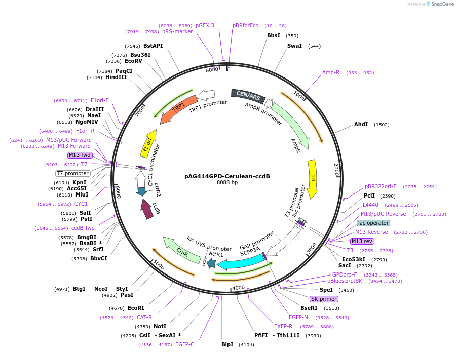 14408-plasmid-map-sequence-id-8071