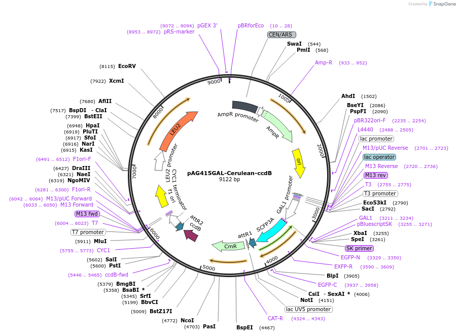 14409-plasmid-map-sequence-id-8072
