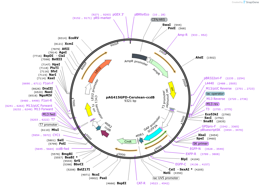 14410-plasmid-map-sequence-id-8073