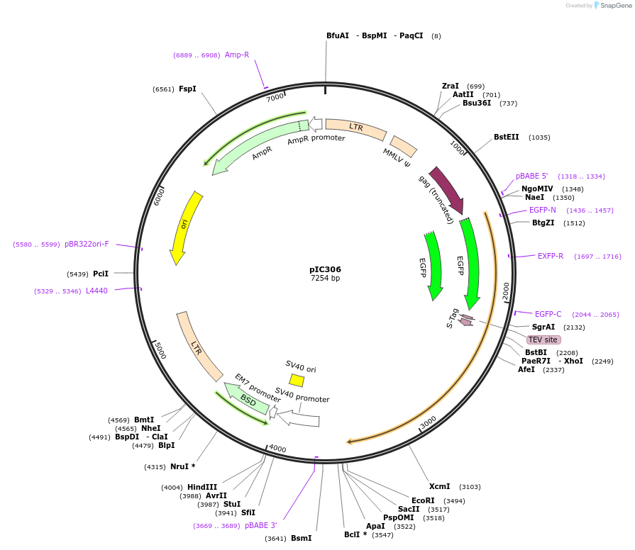 52257-plasmid-map-sequence-id-80732