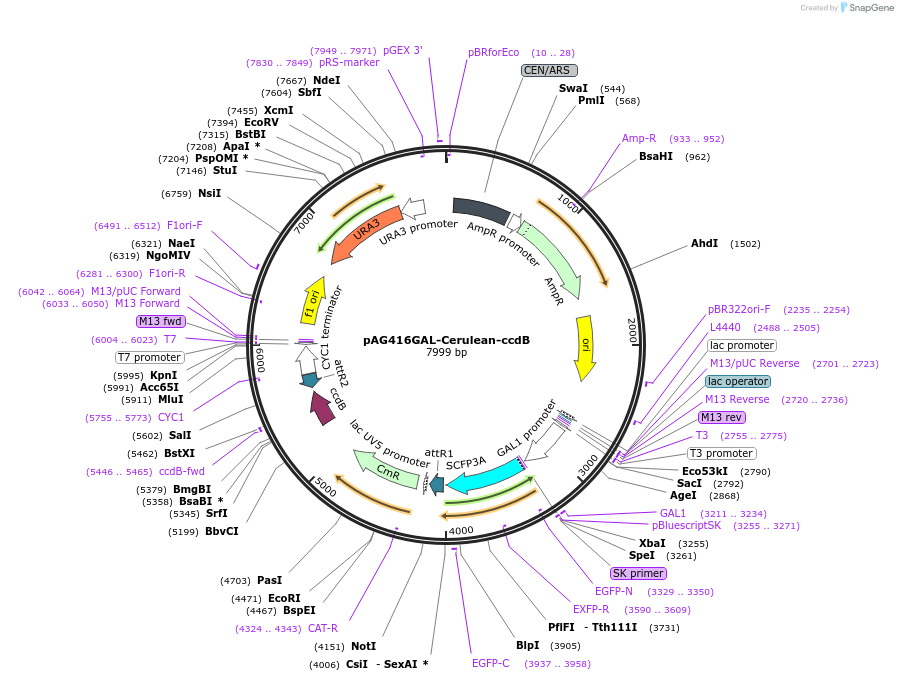 14411-plasmid-map-sequence-id-8074