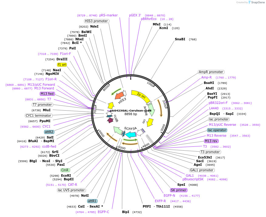 14413-plasmid-map-sequence-id-8076