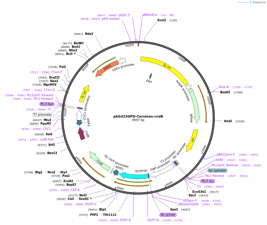 14414-plasmid-map-sequence-id-8077