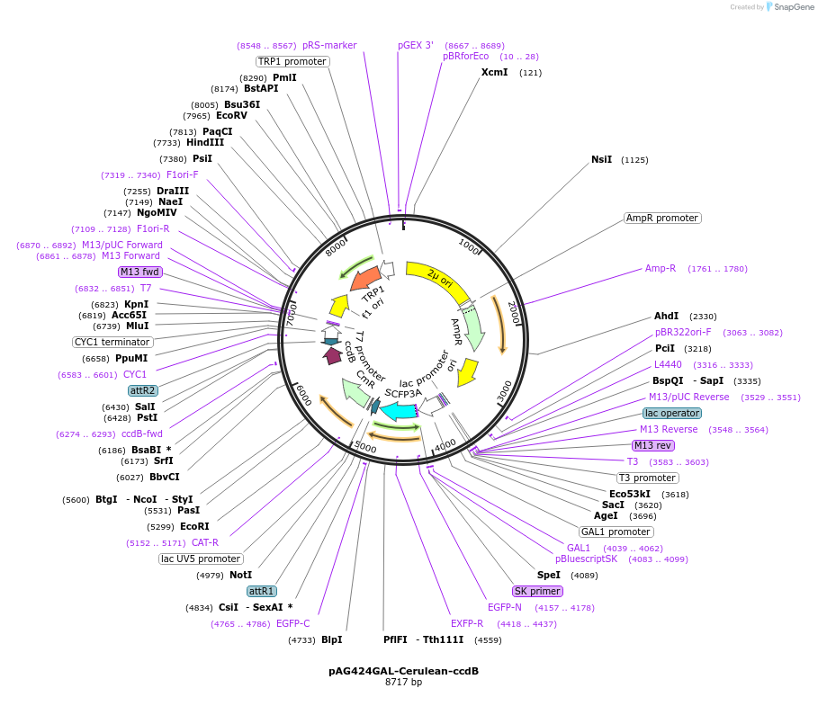14415-plasmid-map-sequence-id-8078