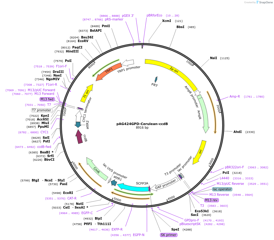 14416-plasmid-map-sequence-id-8079