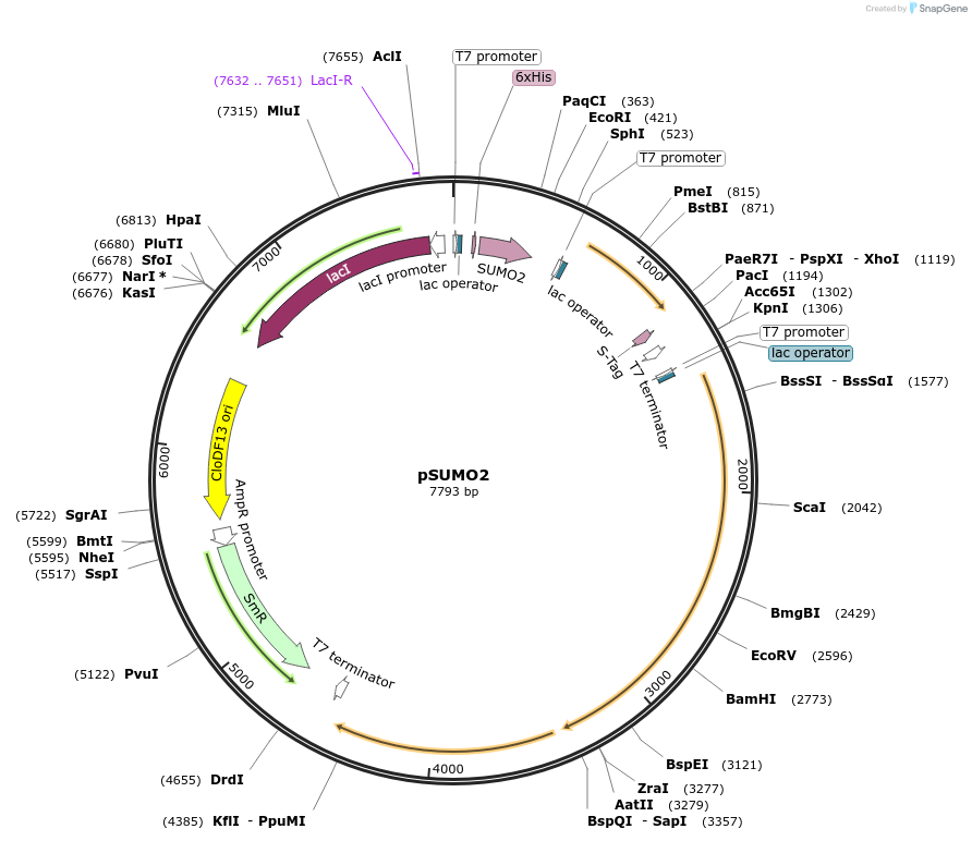 52259-plasmid-map-sequence-id-80803