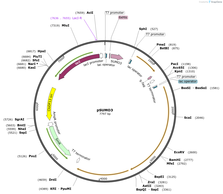 52260-plasmid-map-sequence-id-80805