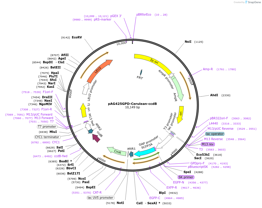 14418-plasmid-map-sequence-id-8081
