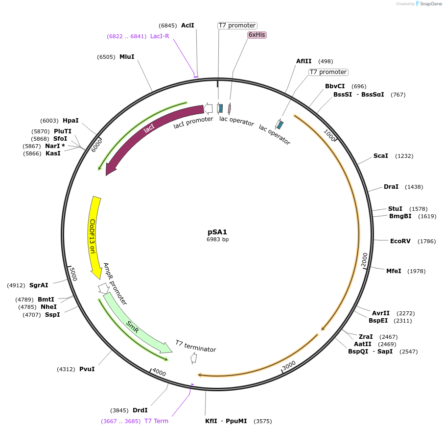 52261-plasmid-map-sequence-id-80810