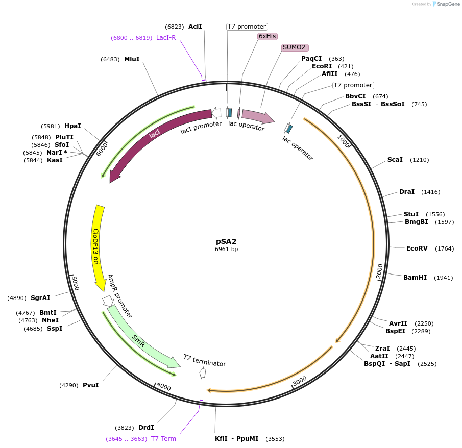 52262-plasmid-map-sequence-id-80811