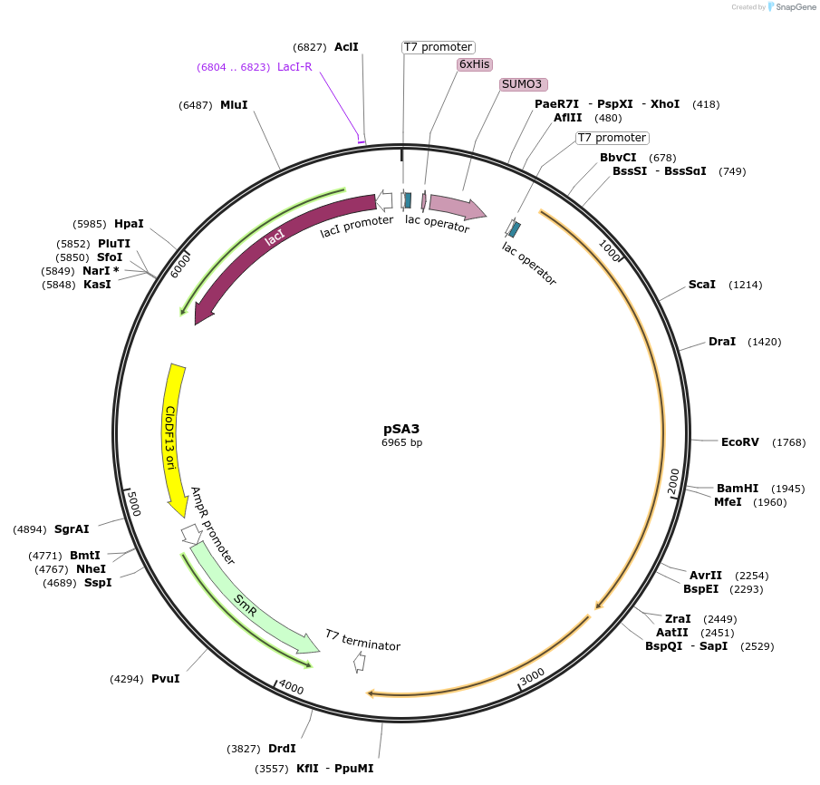 52263-plasmid-map-sequence-id-80812