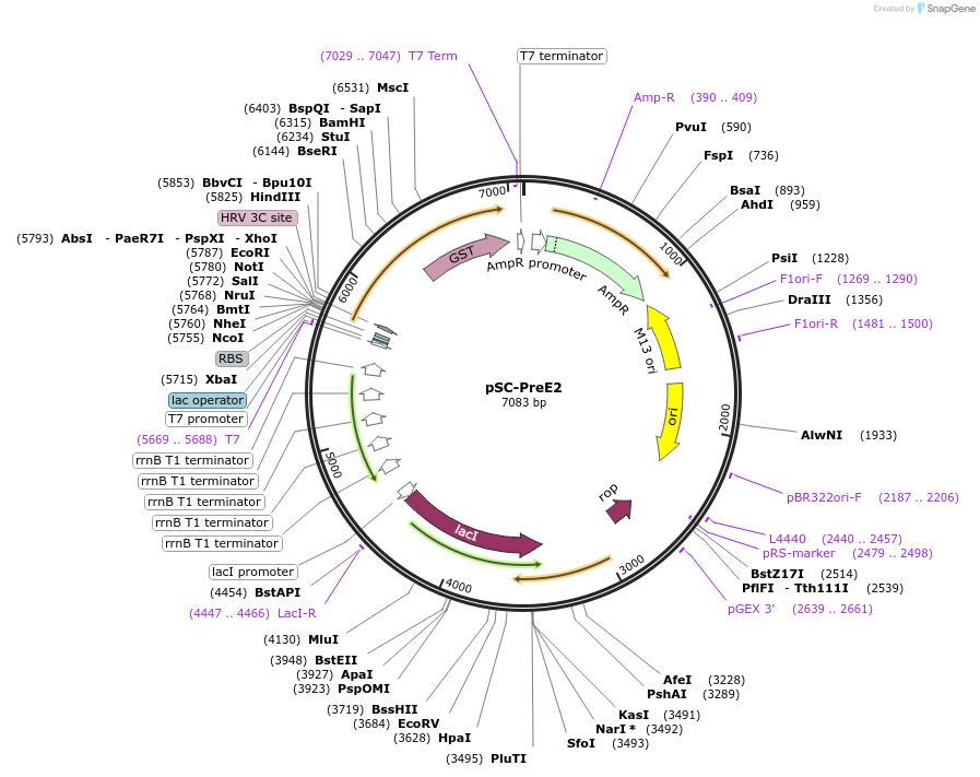 52264-plasmid-map-sequence-id-80813