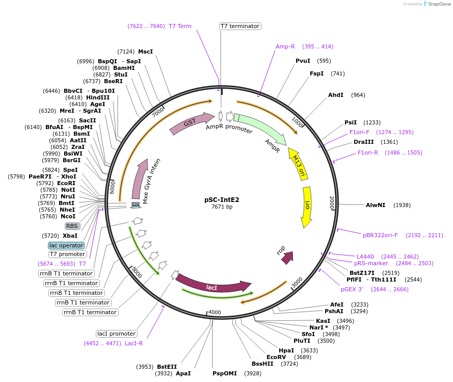 52265-plasmid-map-sequence-id-80814