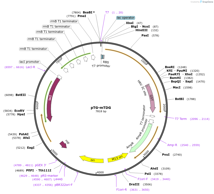 52266-plasmid-map-sequence-id-80816