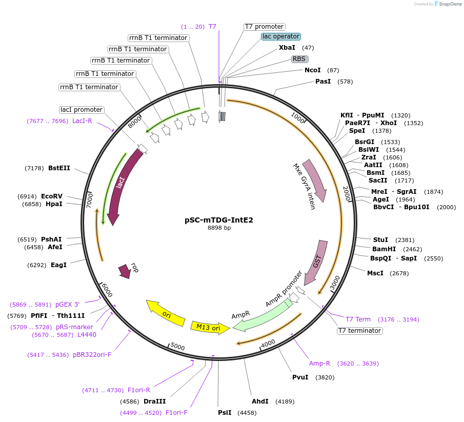 52268-plasmid-map-sequence-id-80818