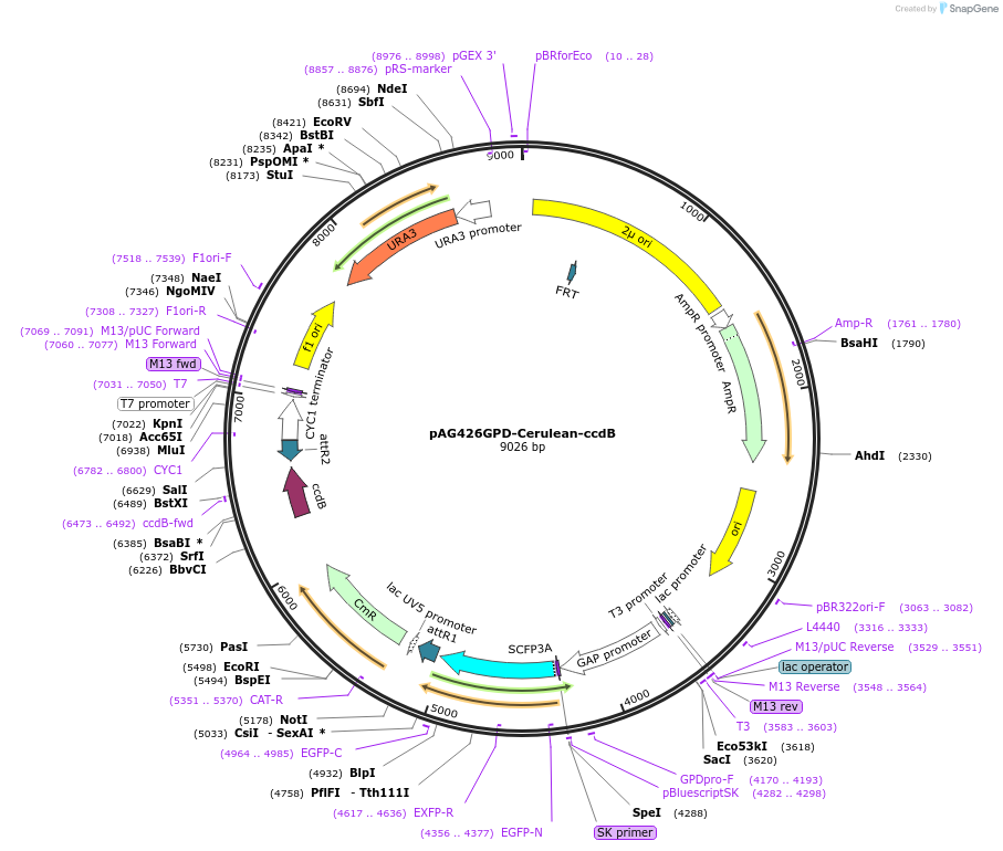 14420-plasmid-map-sequence-id-8083
