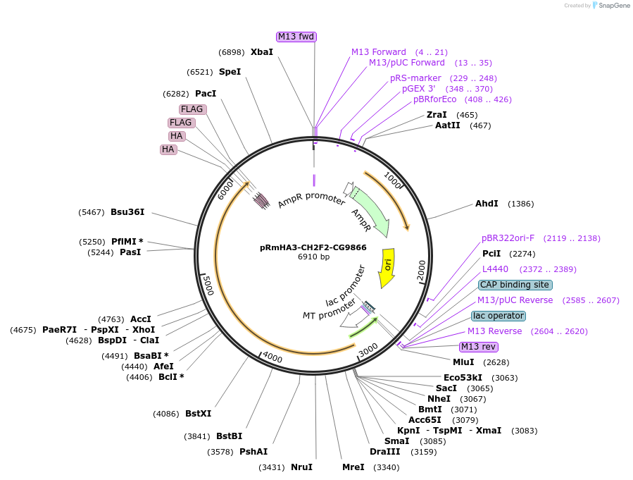 80831_map