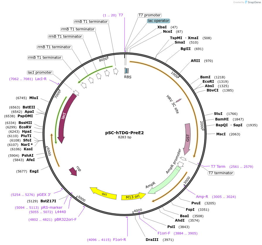 52272-plasmid-map-sequence-id-80836