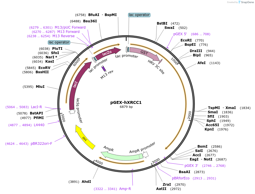 52274-plasmid-map-sequence-id-80838