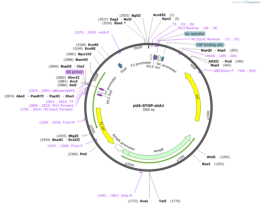 14422-plasmid-map-sequence-id-8084