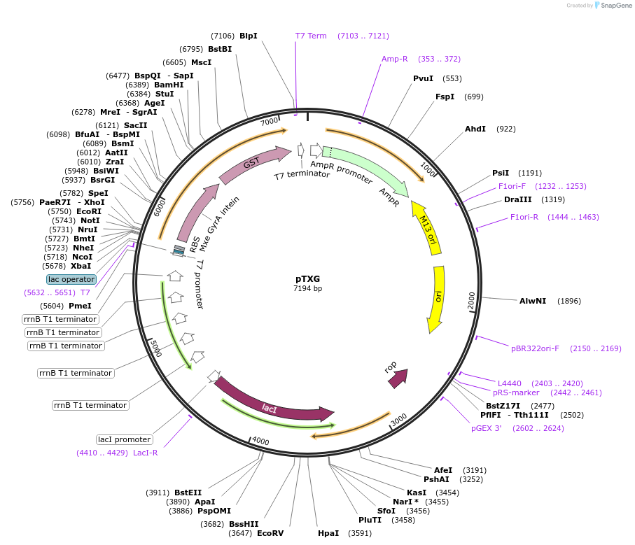 52280-plasmid-map-sequence-id-80844