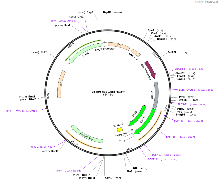 14431-plasmid-map-sequence-id-8087
