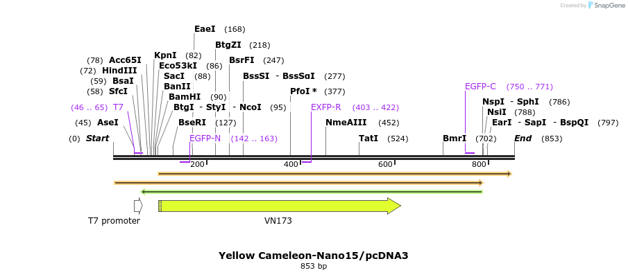 80875_map