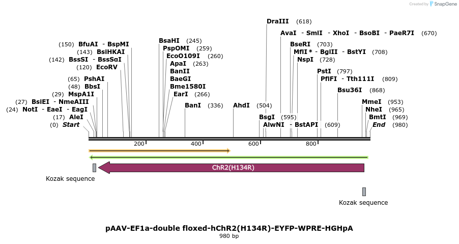 80885_map