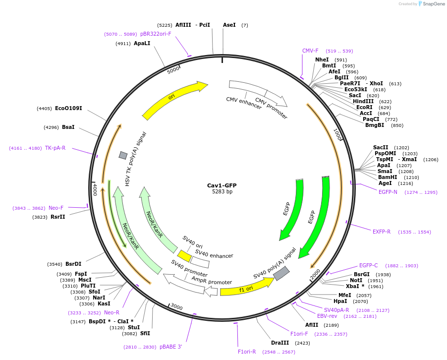 14433-plasmid-map-sequence-id-8089