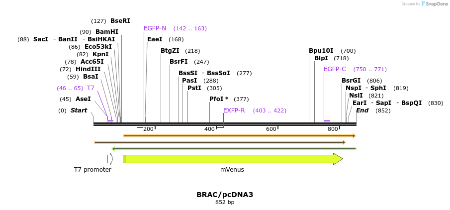 80891_map